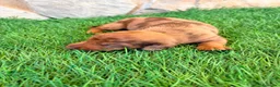 Teckel Miniatura perros en venta: Teckel Miniatura merle chocolate - Anuncio 5