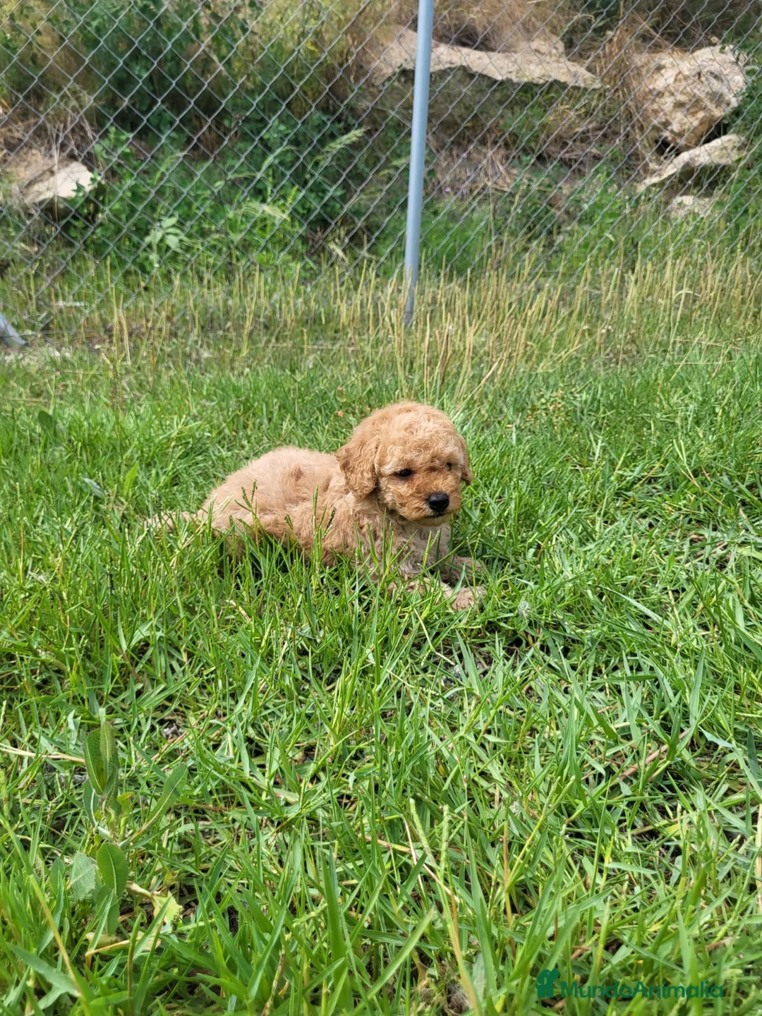 Caniche Enano perros en venta: Caniches cachorritos preciosos en Barcelona - Anuncio 5