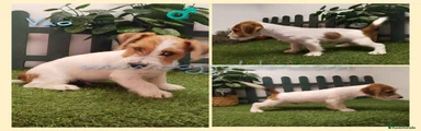 Jack Russell Terrier 1