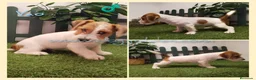 Jack Russell Terrier perros en venta: Jack Russell Terrier - Anuncio 2