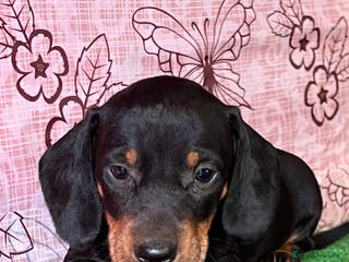 Teckel Miniatura perros Teckel miniatura pura raza en Ciudad Real - Anuncio 16