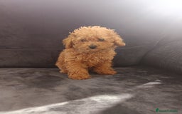 Caniche Toy perros en venta: Caniche toy - Imagen 1