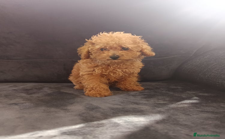 Caniche Toy perros - Anuncio 1