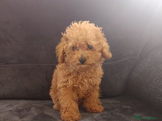 Caniche Toy perros - Anuncio 5
