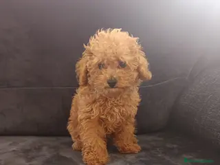 Caniche Toy perros Caniche toy - Anuncio 29