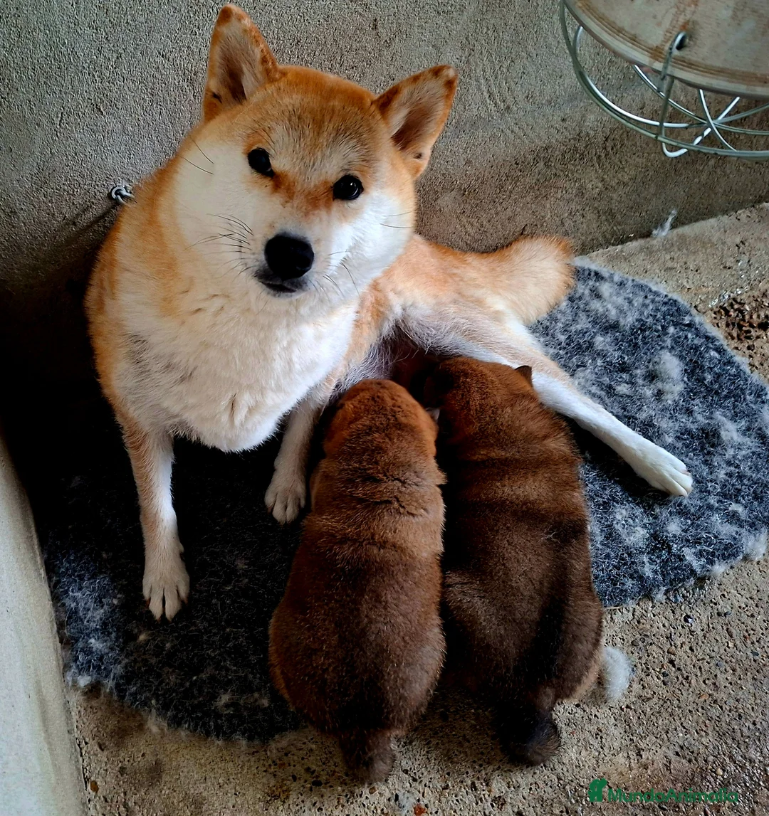 Shiba Inu perros en venta: Shiba inu - Anuncio 1