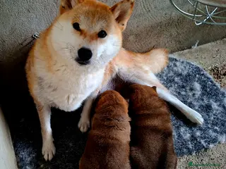 Shiba Inu perros Shiba inu - Anuncio 1
