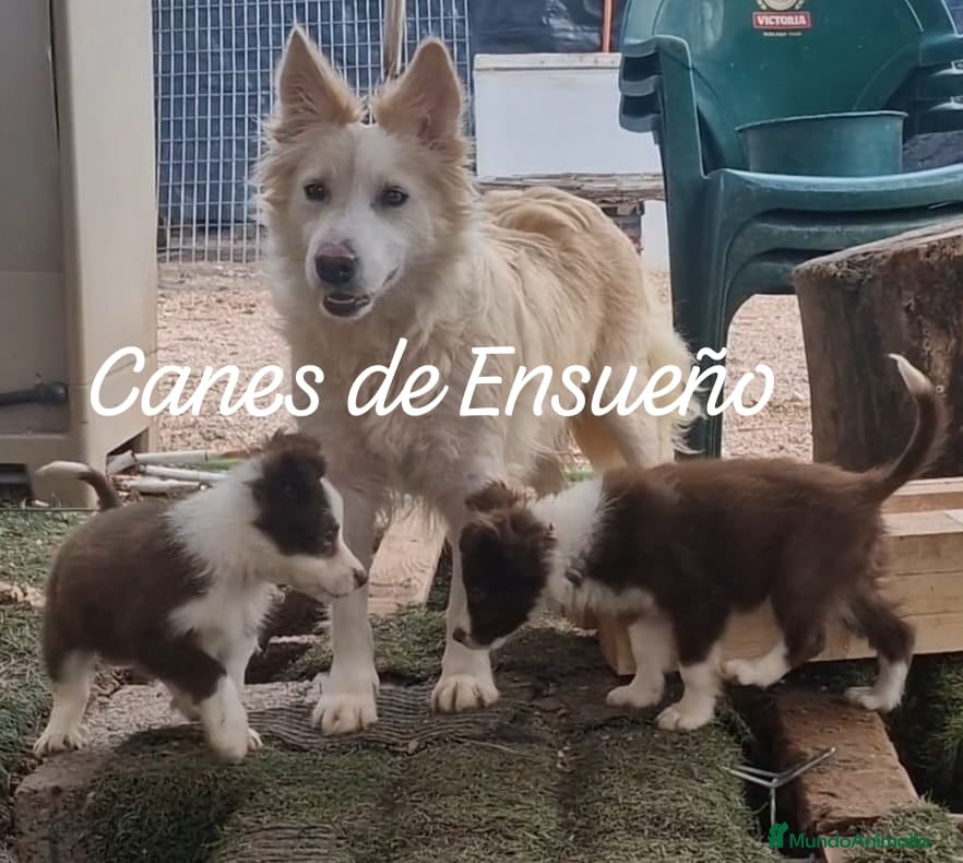 Border Collie perros Border collie hembras chocolates - Anuncio 1