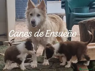 Border Collie perros Border collie hembras chocolates - Anuncio 1