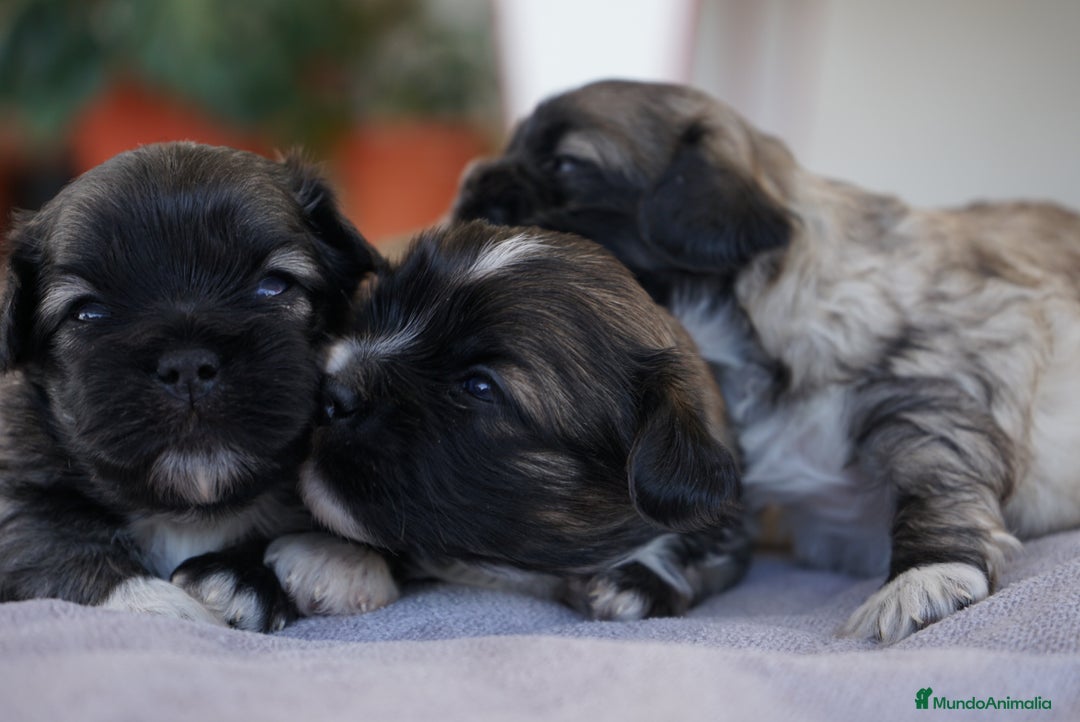 Maltipoo perros en venta: 🐾 Lotus, Maxi y Boom – Maltipoo miniatura 🐾 - Imagen 11
