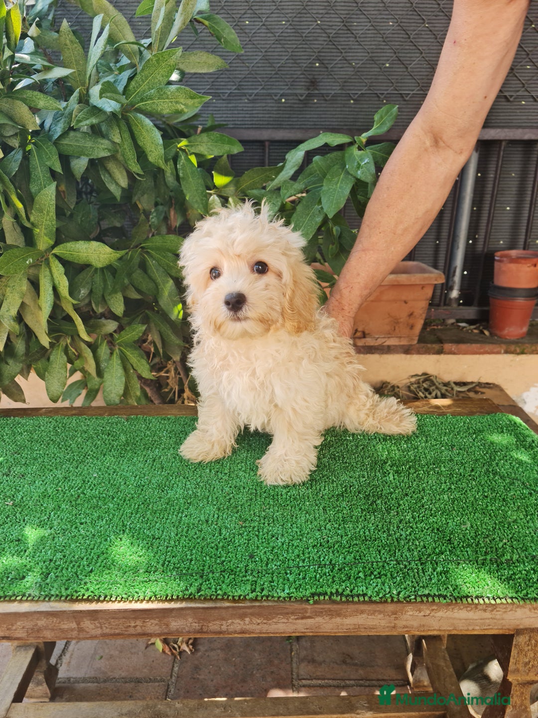 Maltipoo perros en venta: Maltipoo - Imagen 9