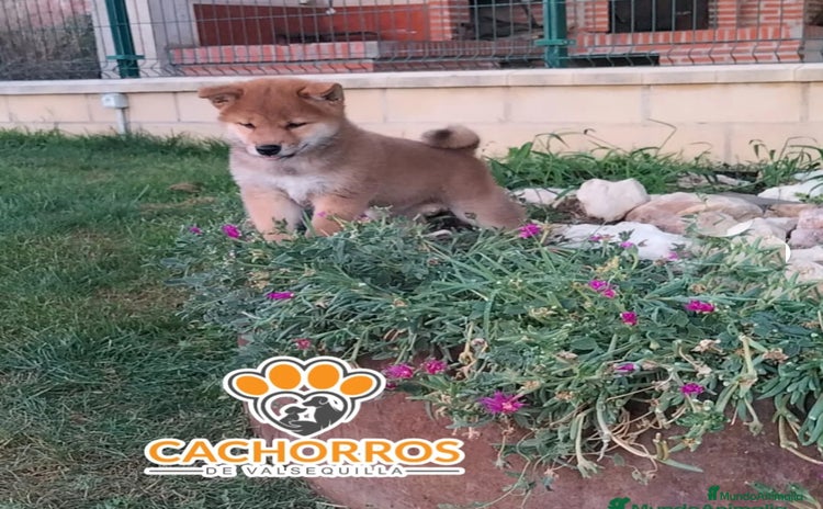 Shiba Inu perros - Anuncio 1