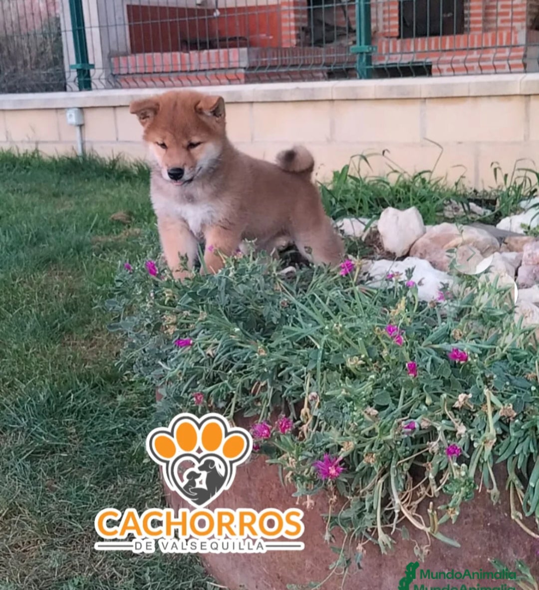 Shiba Inu perros en venta: Shiba inu - Imagen 1