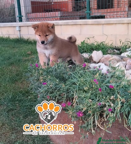 Shiba Inu perros - Anuncio 12