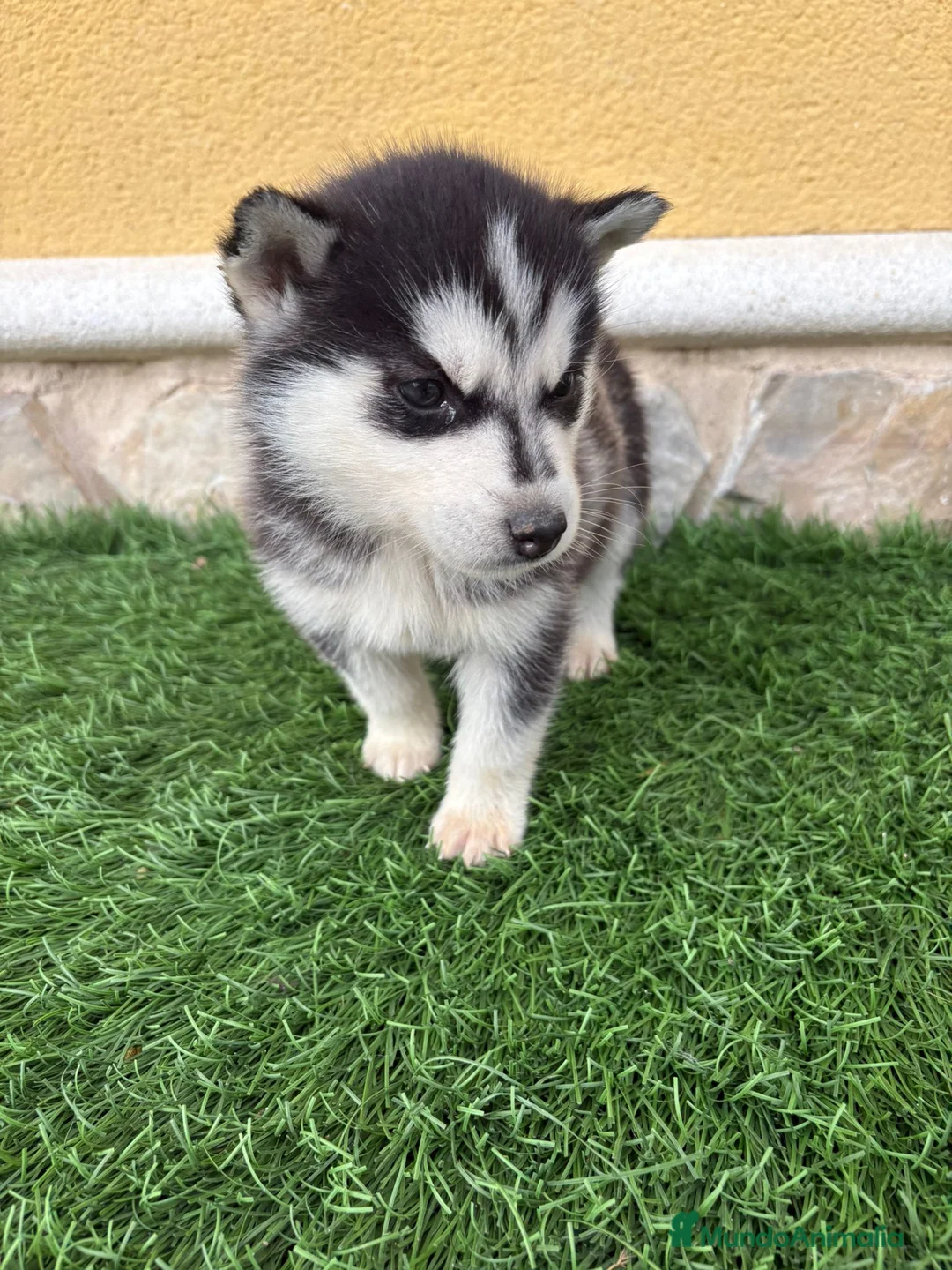 Husky Siberiano perros en venta: Husky siberiano hembra  - Anuncio 11