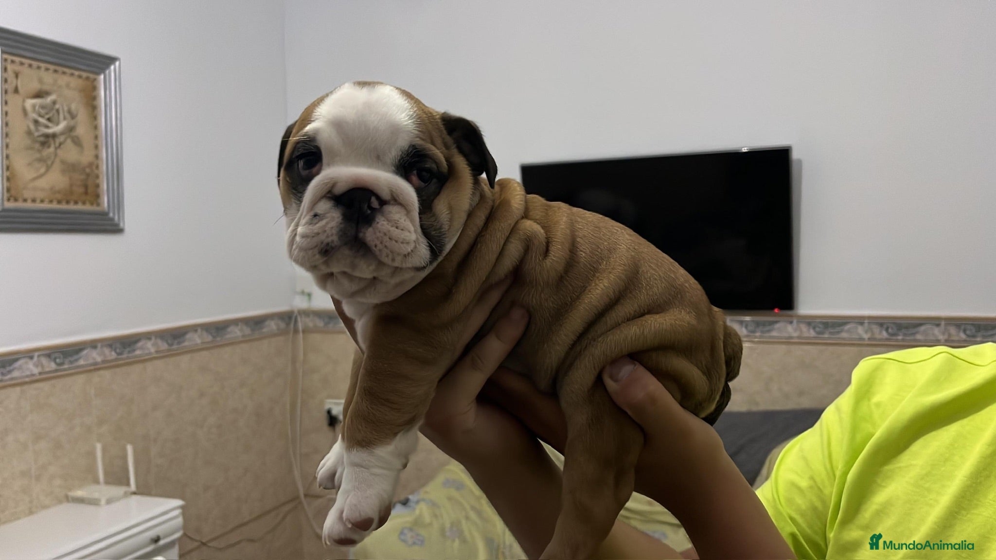 Bulldog Inglés perros Cachorros bulldog inglés  - Anuncio 1