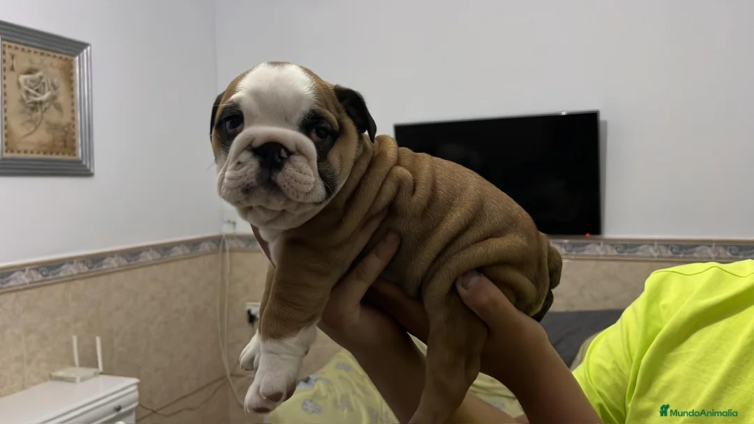 Bulldog Inglés perros en venta: Cachorros bulldog inglés  - Anuncio 1