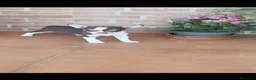 Chihuahua perros en venta: Chihuahua bicolor macho y hembra toy - Anuncio 2