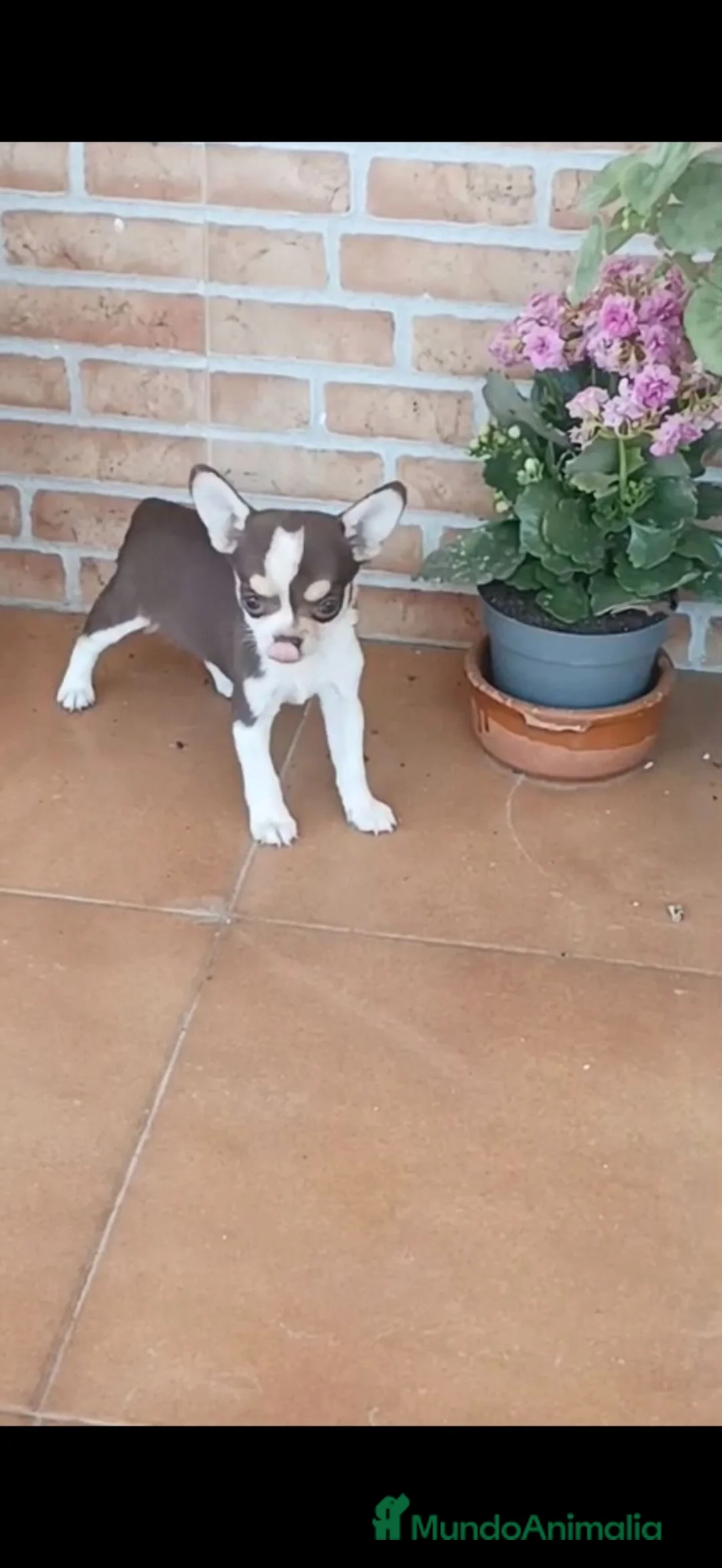 Chihuahua perros en venta: Chihuahua bicolor macho y hembra toy - Anuncio 2