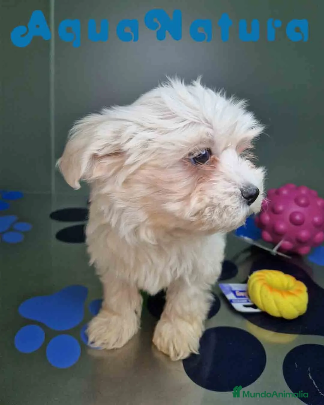 Bichón Maltés perros en venta: Bichon Maltes Hembra 2 AQUANATURA - Anuncio 6