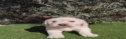 Golden Retriever perros en venta: Gran Camada de Golden Retriever - Anuncio 7