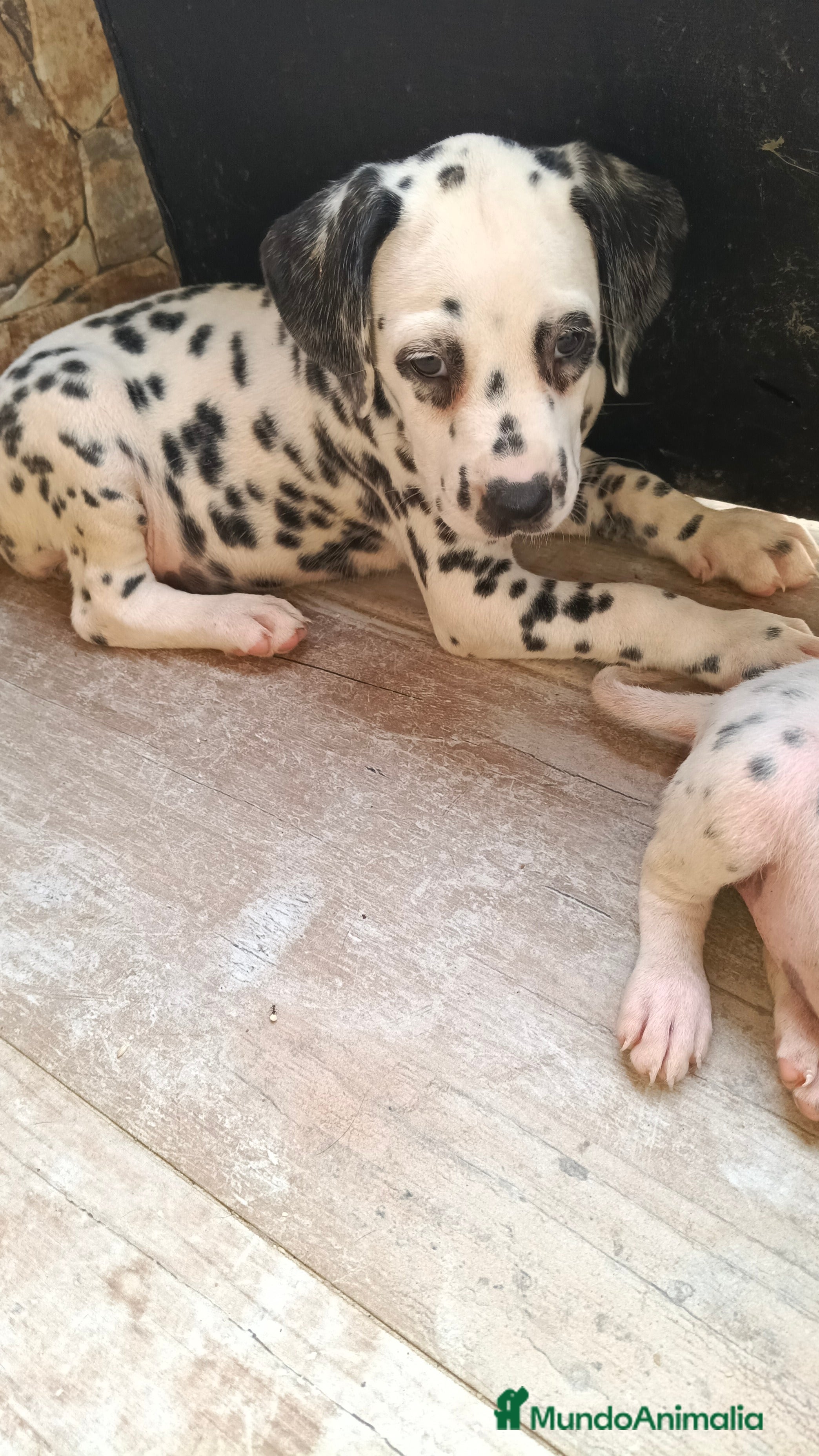 Dálmata perros Dalmata  - Anuncio 18