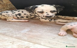 Dálmata perros en venta: Dalmata  - Imagen 1