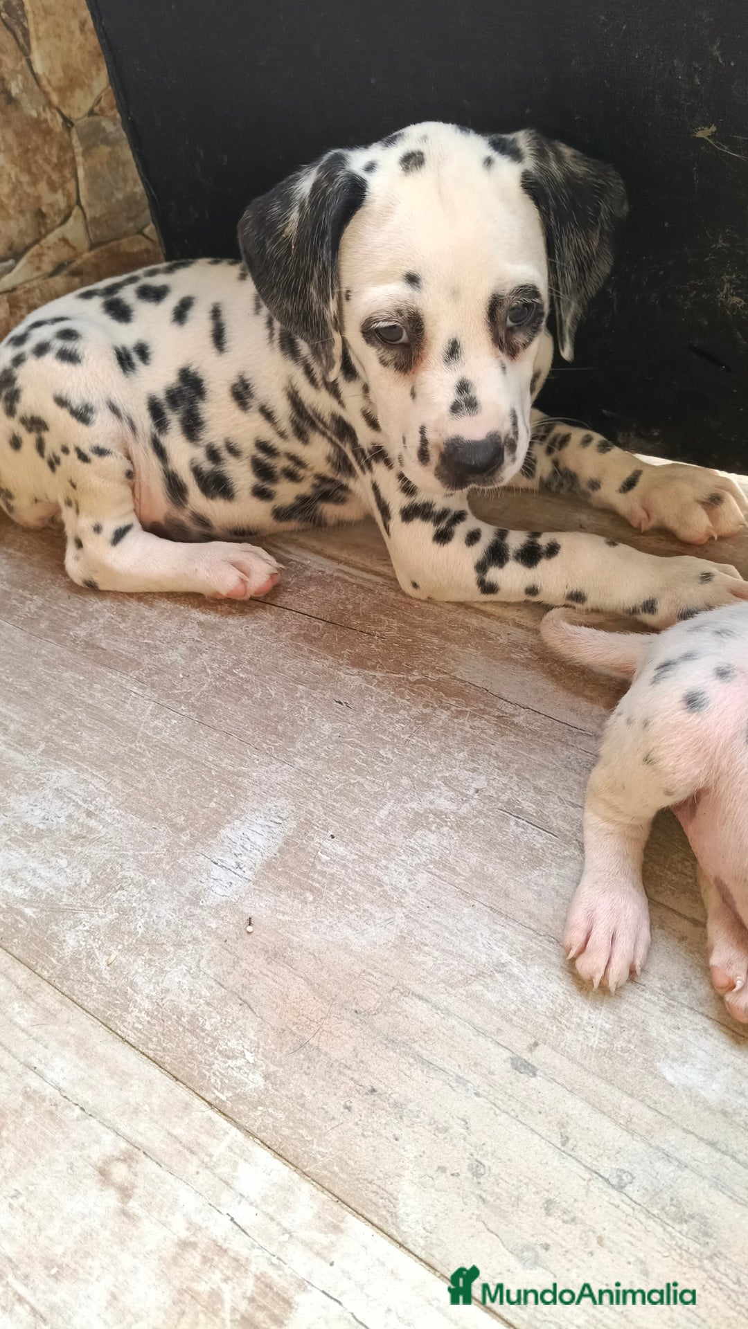 Dálmata perros en venta: Dalmata  - Imagen 1