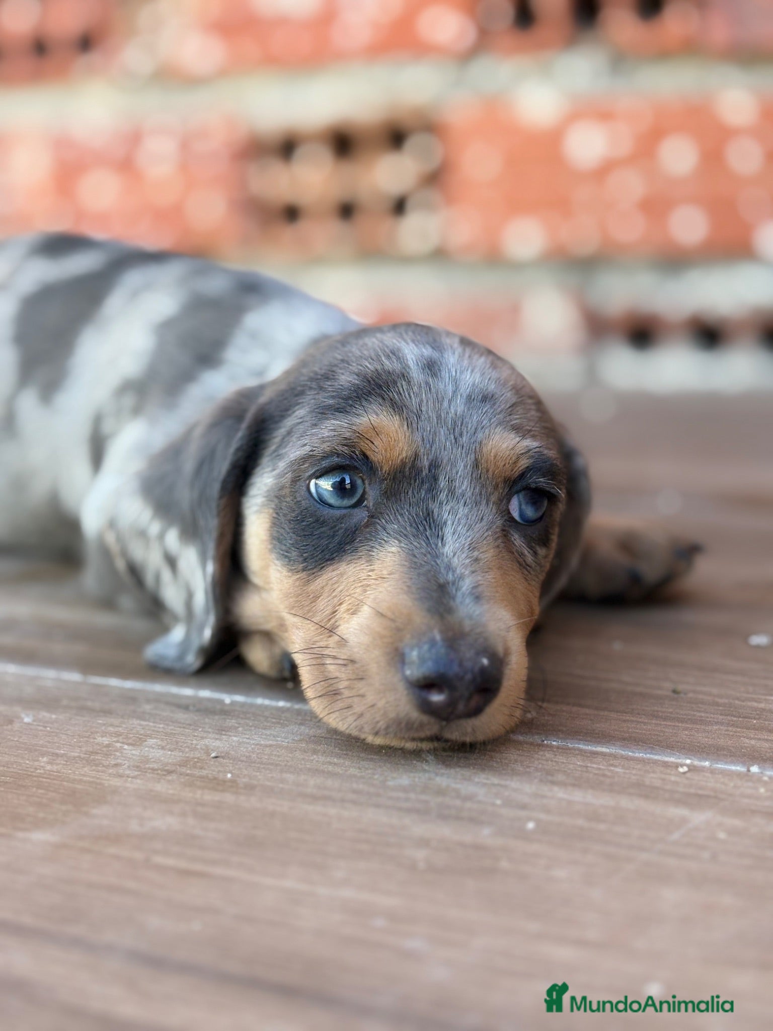 Teckel Miniatura perros TECKEL ARLEQUÍN BLUE - Anuncio 4