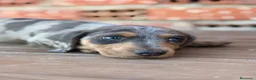 Teckel Miniatura perros en venta: TECKEL ARLEQUÍN BLUE - Anuncio 1