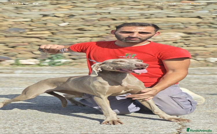 Braco Alemán de Pelo Corto perros - Anuncio 2