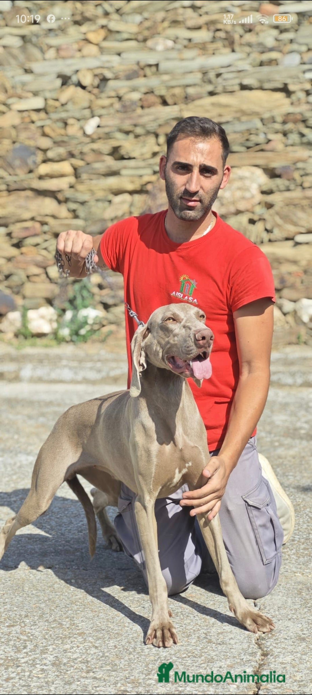 Braco Alemán de Pelo Corto perros en venta: Braco weimar  - Imagen 1