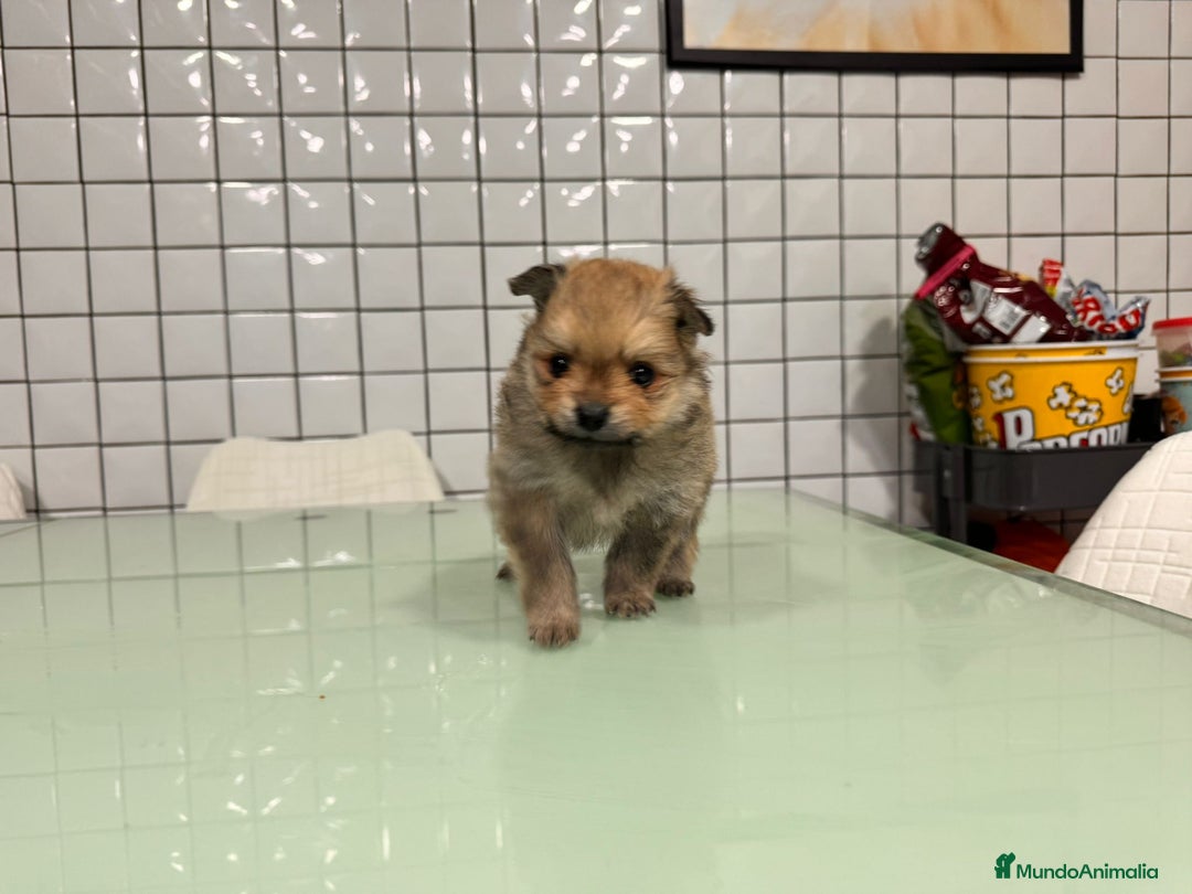 Pomerania perros en venta: Pomerania toy hembra sable preciosa  - Anuncio 6