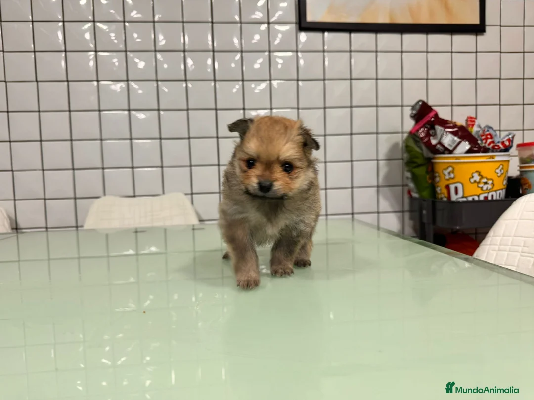 Pomerania perros en venta: Pomerania toy hembra sable preciosa  - Anuncio 6