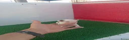 Chihuahua perros en venta: PRECIOSOS CHIHUAHUA RUSO Y ASIÁTICO   - Anuncio 14