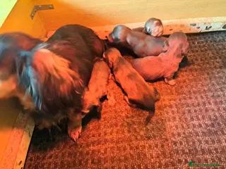 Teckel Miniatura perros Teckel miniatura de pelo largo - Anuncio 2