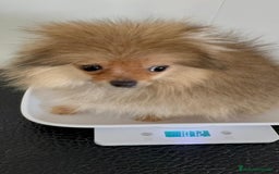 Pomerania perros en venta: POMERANIA HEMBRA MUY PEQUEÑITA - Imagen 14
