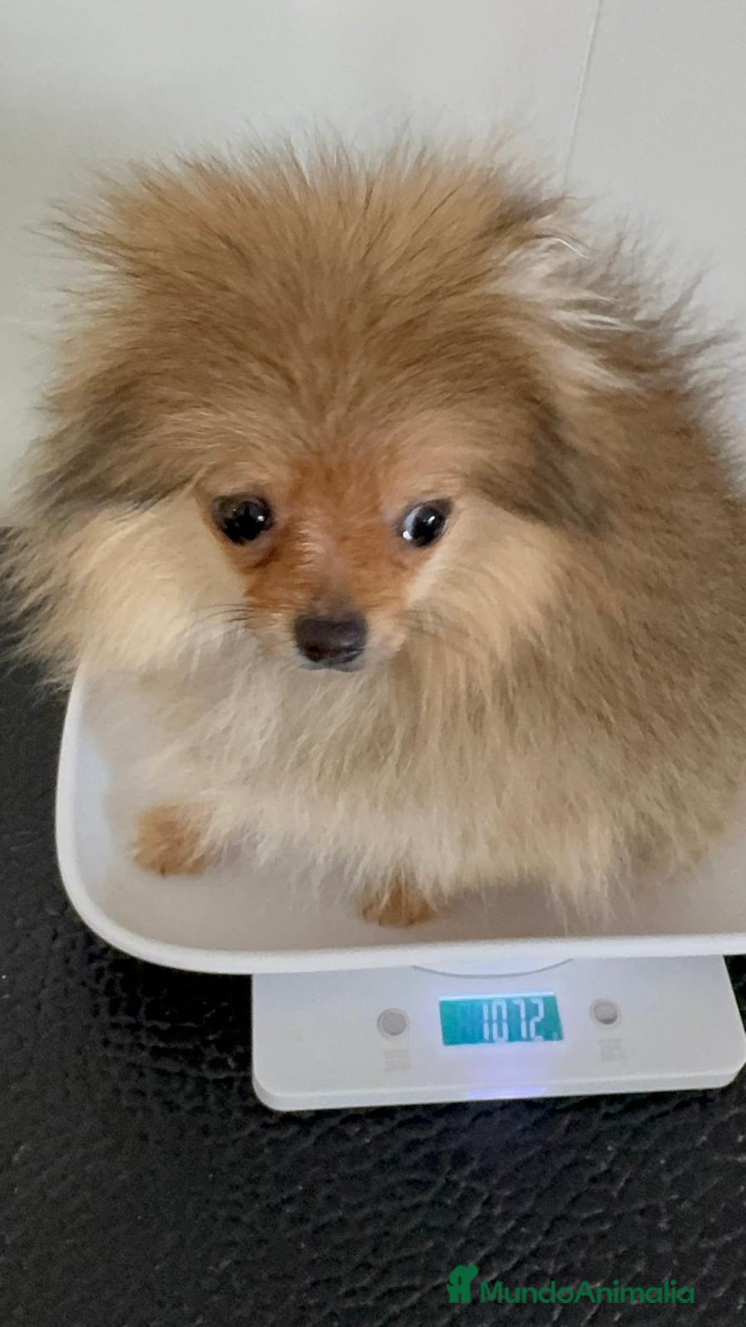 Pomerania perros en venta: POMERANIA HEMBRA MUY PEQUEÑITA - Imagen 14