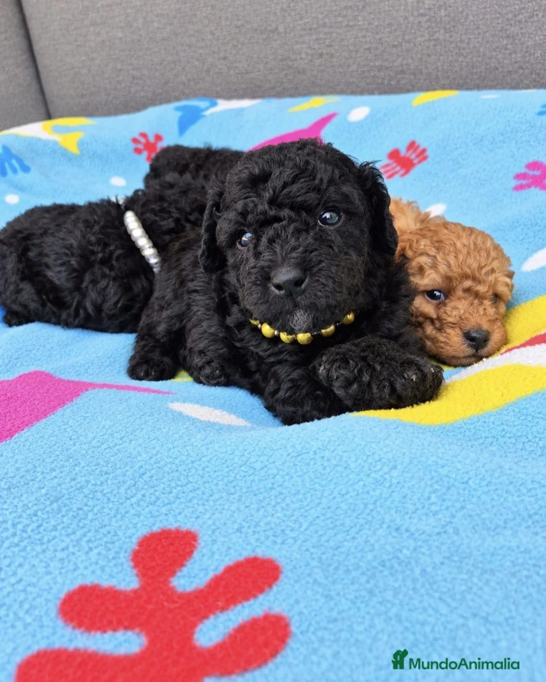 Caniche Toy perros en venta: Preciosos Cachorros Caniche Toy Negros - Anuncio 2
