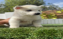 Husky Siberiano perros en venta: HUSKY - Imagen 17