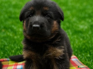 Pastor Alemán perros Súper cachorro macho pastor alemán - Anuncio 1