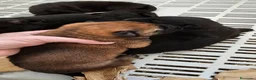 Pastor Alemán perros en venta: Espectaculares cachorros de pastor alemán - Anuncio 4