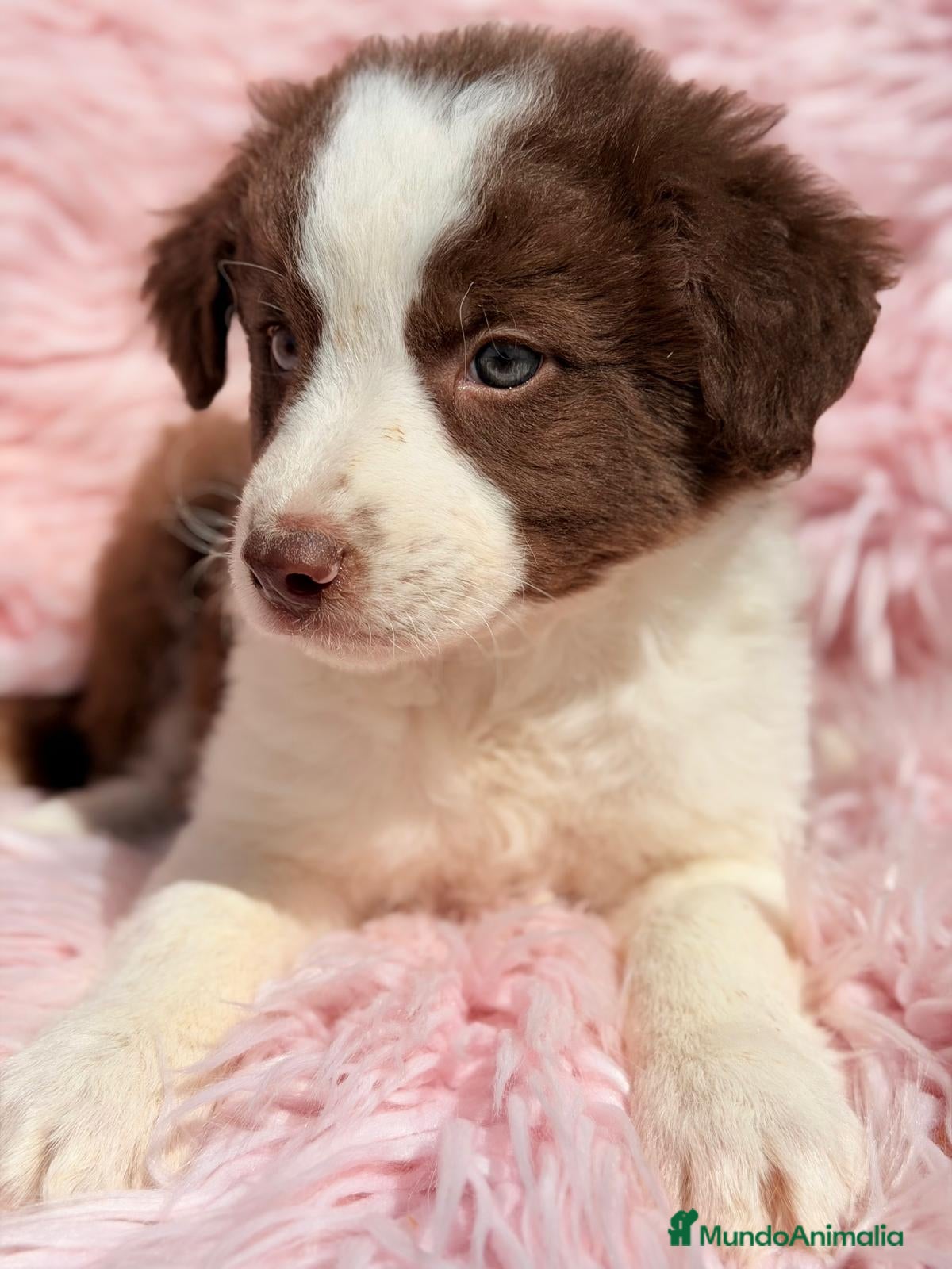 Border Collie perros BORDER COLLIE HEMBRA CHOCOLATE - Anuncio 6