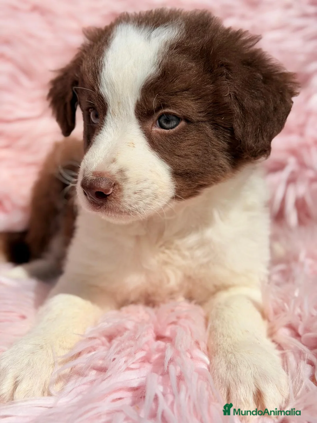 Border Collie perros en venta: BORDER COLLIE HEMBRA CHOCOLATE - Anuncio 1