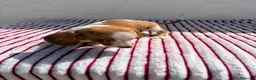 Teckel Miniatura perros en venta: Teckel Kaninchen - Anuncio 6