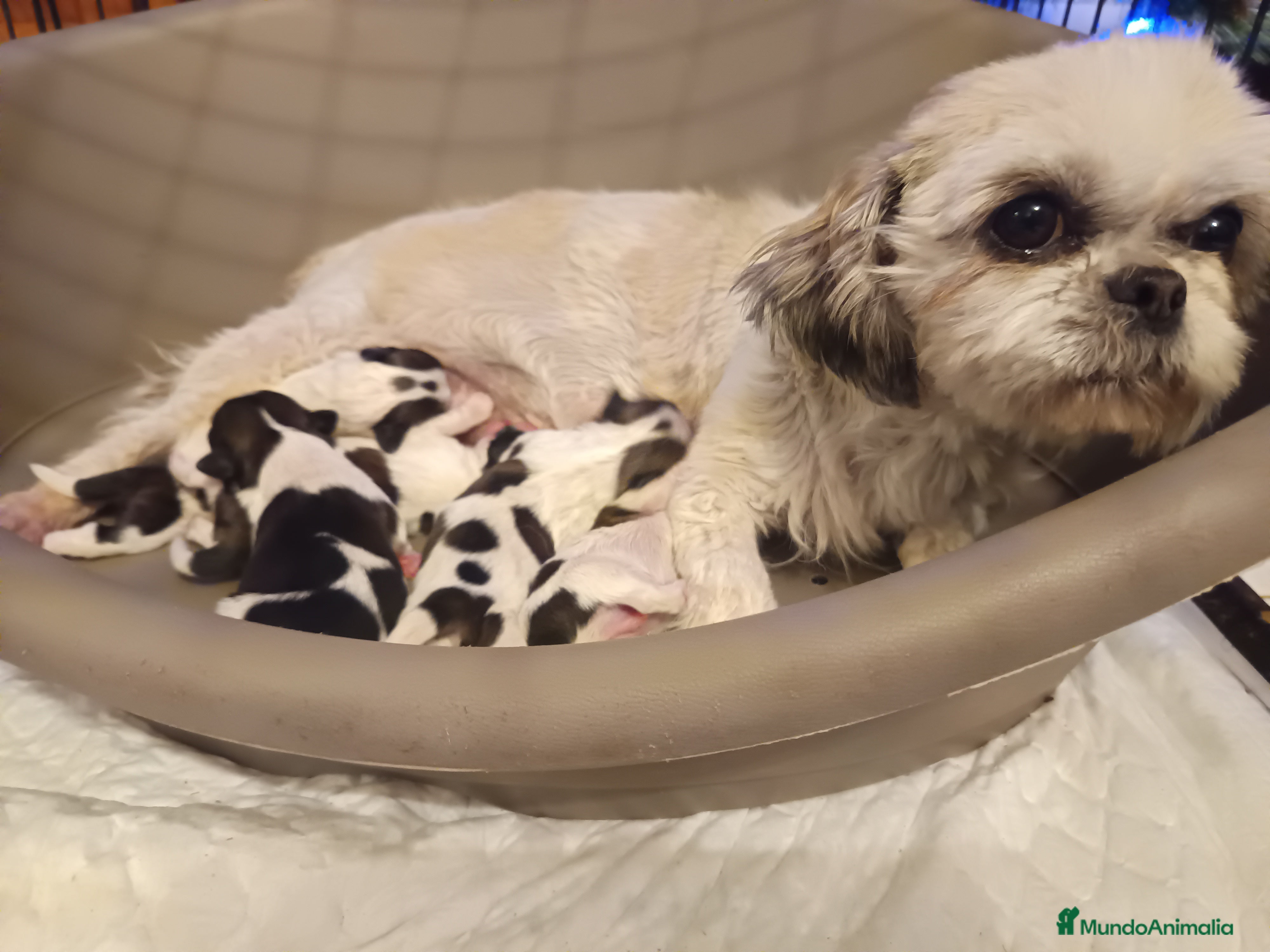 Shih Tzu perros Shih Tzu de Mumbrafer - Anuncio 4