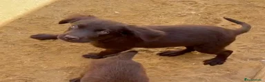 Labrador Retriever 3