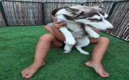 Husky Siberiano perros en venta: Husky ojos dispar chocolate - Imagen 4