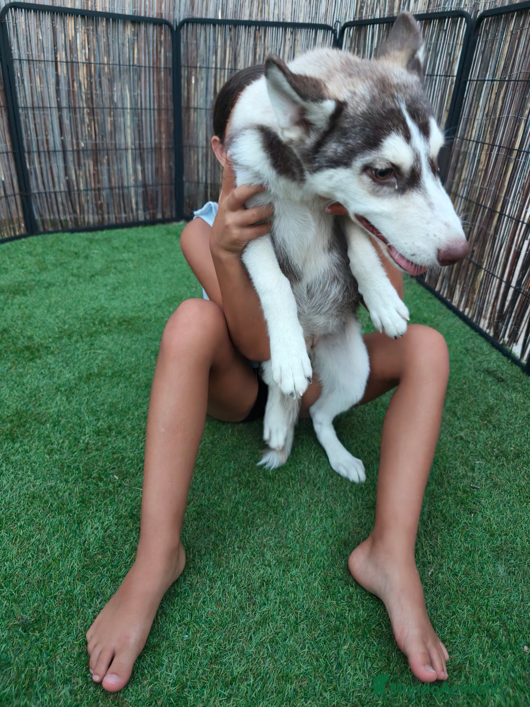 Husky Siberiano perros en venta: Husky ojos dispar chocolate - Imagen 4