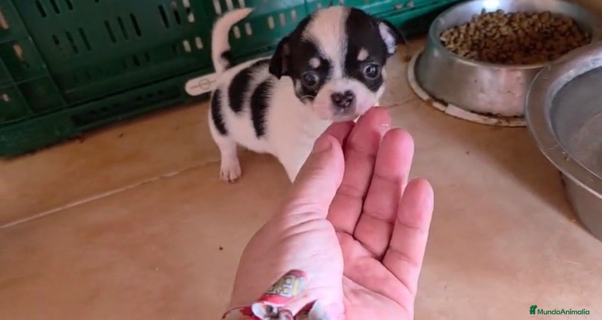 Chihuahua perros Hembra Chihuahua🐶🐾 - Anuncio 1